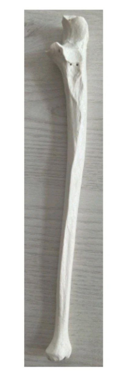 <p>Identify the bone and classify according to position and shape</p>