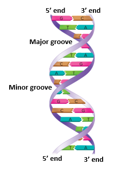 <p>There are 2 antiparallel chains of nucleotides in a double helix.</p><ul><li><p><span>Phosphate backbone</span></p></li><li><p><span>Hydrogen bonds</span></p></li><li><p><span>2 H bonds between A-T</span></p></li><li><p><span>3 H bonds between G-C</span></p></li></ul><p></p>