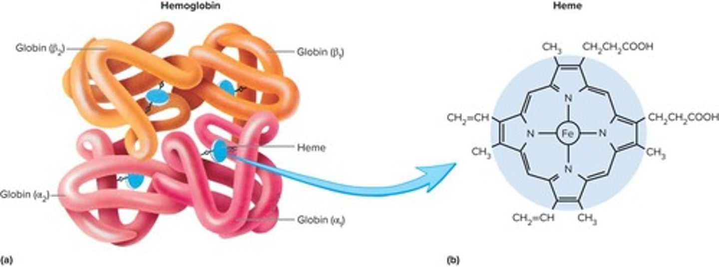 <p>A protein consisting of four subunits that transports oxygen and carbon dioxide.</p>