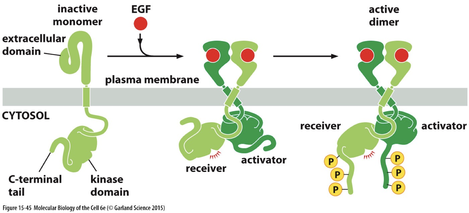 Signaling can be increased in cancers