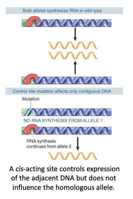 <p>cis-acting: DNA sequences in the vicinity of the structural portion of a gene that are required for gene expression<span style="font-family: Google Sans, arial, sans-serif; color: rgb(32, 33, 36)">.</span></p><ul><li><p>a promotor </p></li></ul><ul><li><p>cis-acting mutations identify sequences of DNA that are targets for recognition by trans-acting products</p><ul><li><p>they are not expressed as RNA or polypeptide and affect only the contiguous stretch of DNA</p><ul><li><p>contiguous: multiple DNA sequences next to each other</p></li></ul></li></ul></li></ul>