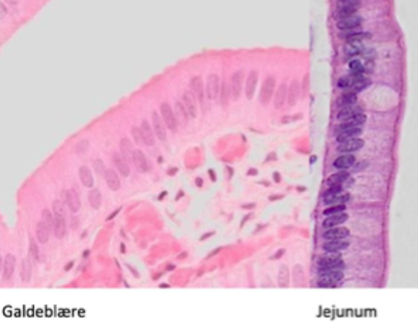 <p>Angiv epitheltypen</p>