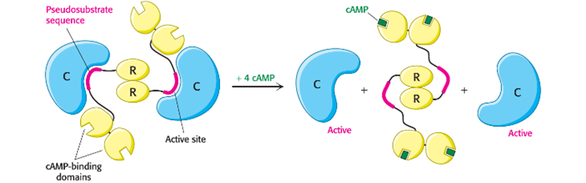 <p>By altering the quaternary structure</p><p class="MsoNormal">cAMP stimulates protein kinase A (PKA) by binding to PKA’s regulatory (R) subunits, causing their dissociation from the catalytic subunits</p><p class="MsoNormal">The free catalytic (C) subunits are in the active form and can go phosphorylate transcription factors</p><p class="MsoNormal">Example: Epinephrine</p>