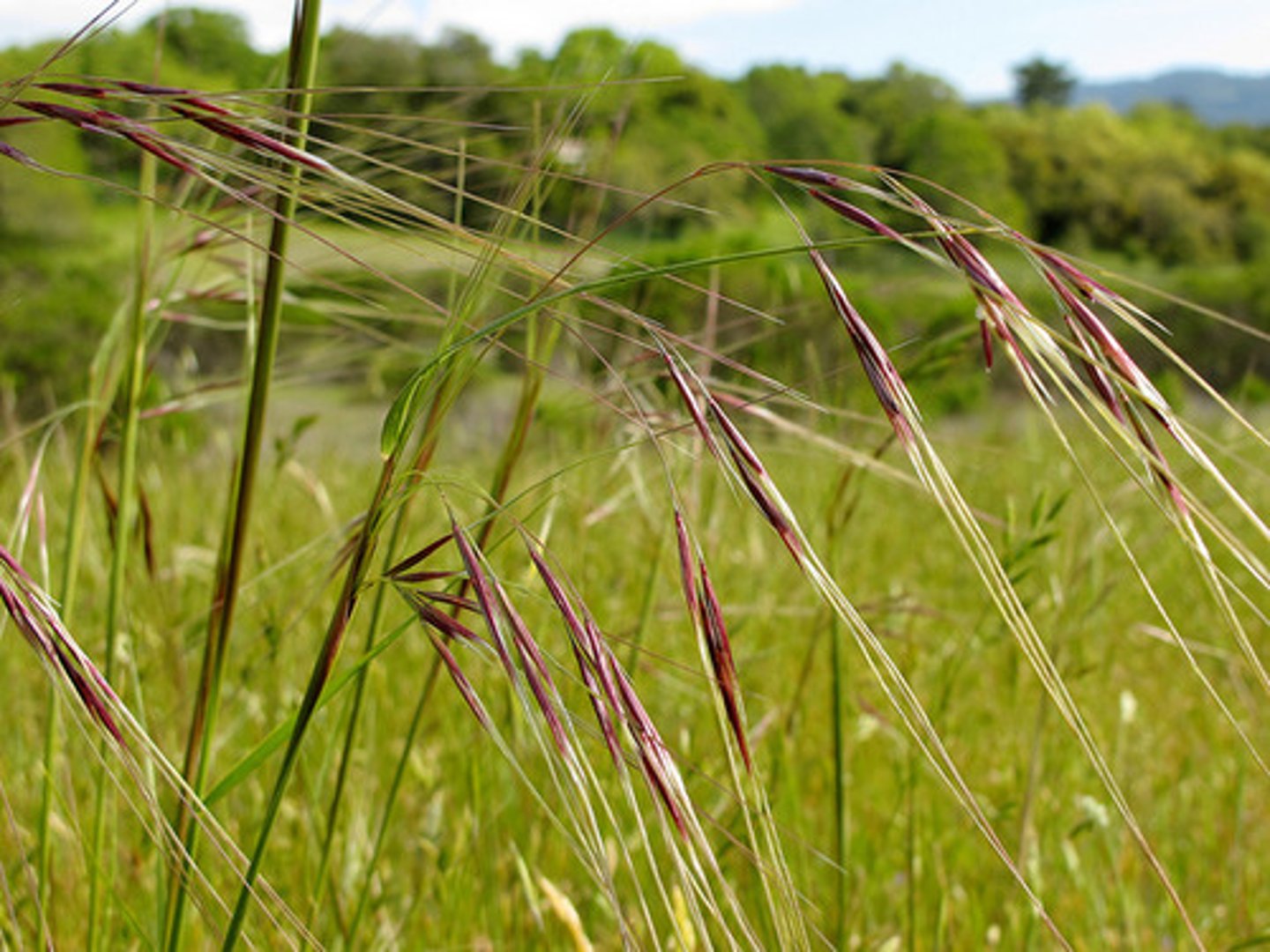 <p>Purple needle grass</p>