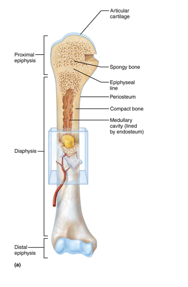 <ul><li><p><strong>Diaphysis</strong>: tubular shaft that forms long axis of bone</p><ul><li><p>Consists of compact bone surrounding central medullary cavity that is filled with yellow bone marrow in adults</p></li></ul></li><li><p><strong>Epiphyses</strong>: at the proximal and distal ends of long bones -consists of compact bone externally&nbsp;and spongy bone internally</p><ul><li><p>Articular cartilage covers articular (joint) surfaces</p></li></ul></li><li><p>Between diaphysis and epiphysis is <strong>epiphyseal</strong> <strong>line</strong></p><ul><li><p>Remnant of childhood <strong>epiphyseal</strong> <strong>plate (growth plate) – </strong>a disc of hyaline cartilage</p></li></ul></li></ul><p></p>