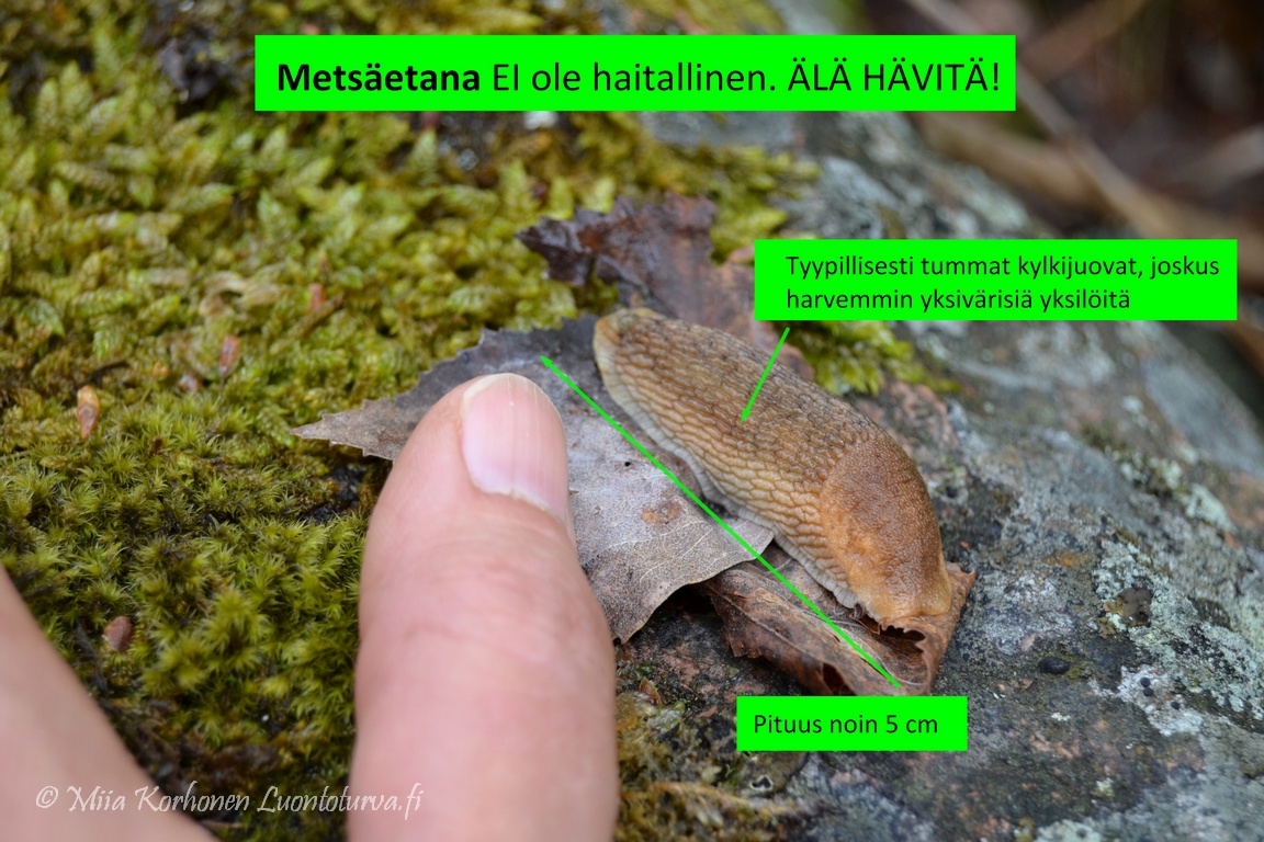 <p>Arion fuscus, metsäetana</p>