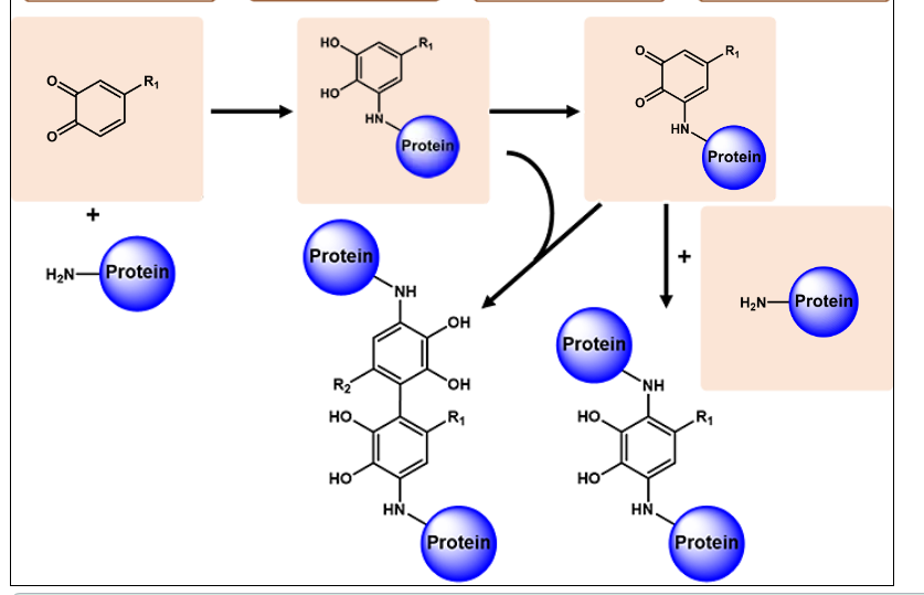 <ul><li><p>Protein-phenolic conjugates</p><ul><li><p>Irreversible & covalent</p></li></ul></li><li><p>Protein-phenolic complexes</p><ul><li><p>Reversible & non-covalent</p></li></ul></li></ul><p></p>