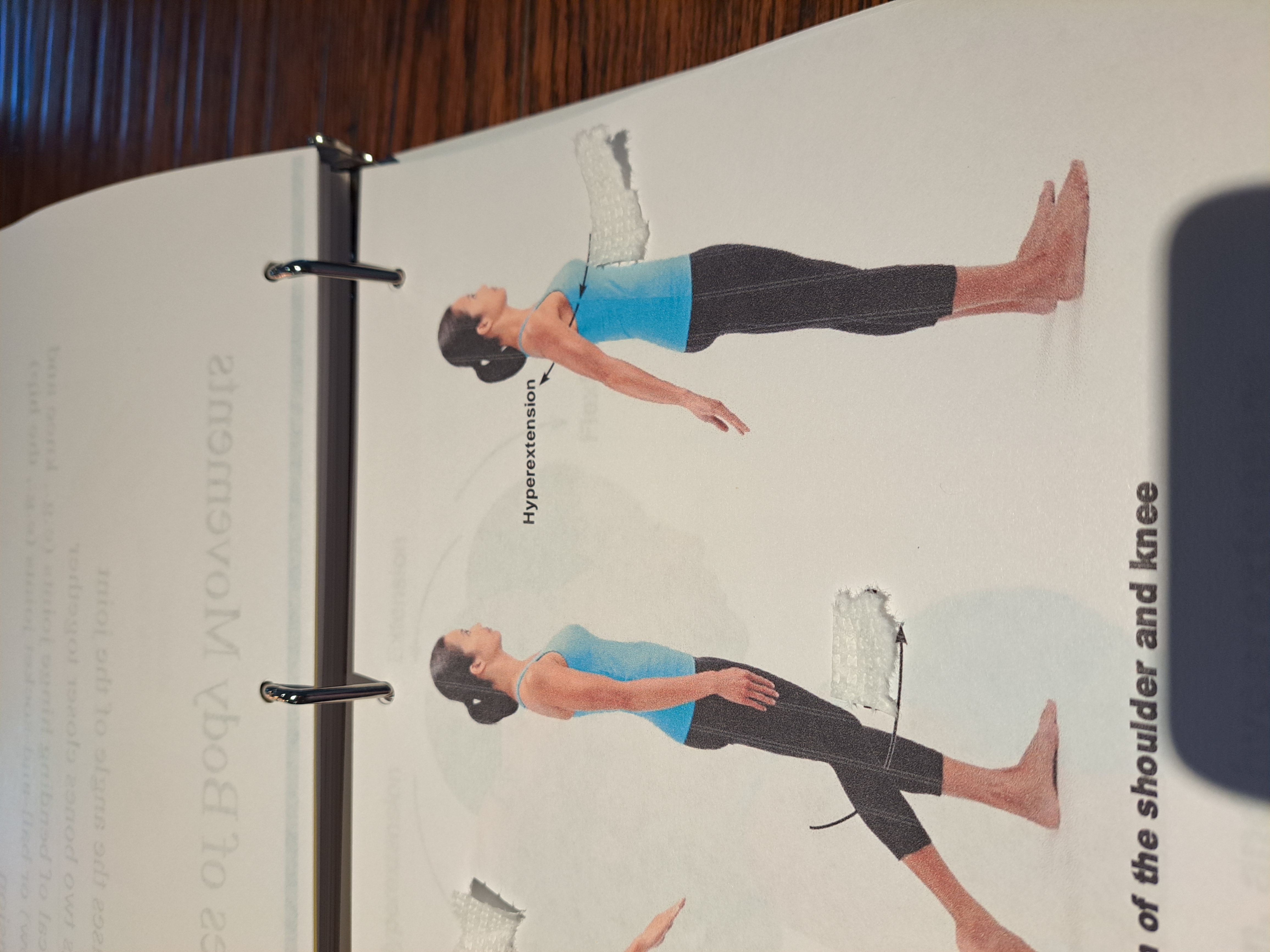 Anatomy ch 6 2024 Flashcards Knowt