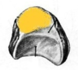 crescent moon shaped, concave surface