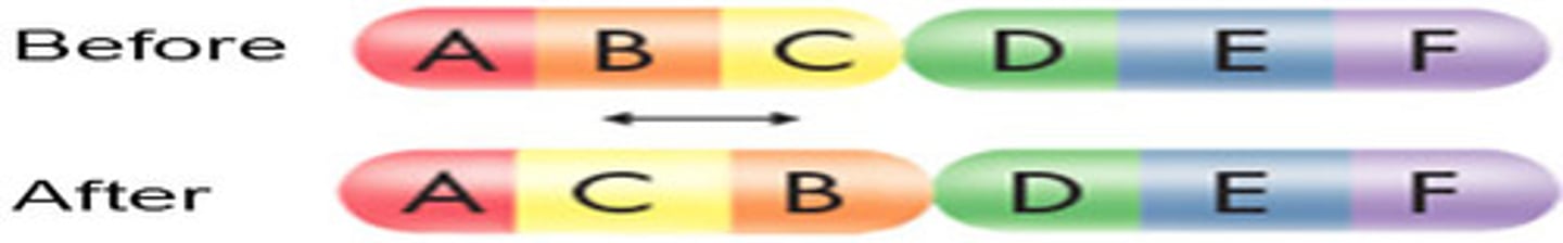 <p>A mutation involving a piece of a chromosome that breaks off and reattaches in reverse orientation.</p>