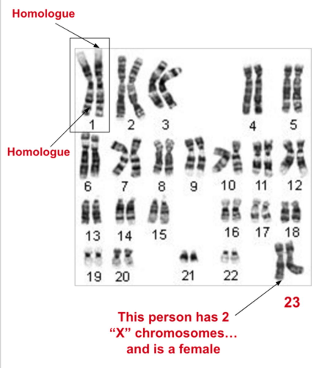 <p>Diploid cells in humans have 23 sets of homologous chromosomes; each homologous set is made up of 2 homologues; sets 1-22 are autosomes and determine most of the traits; set 23 consists of the sex chromosomes</p>