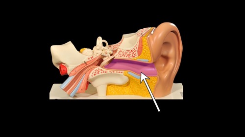 <p>(p.) external ear</p>