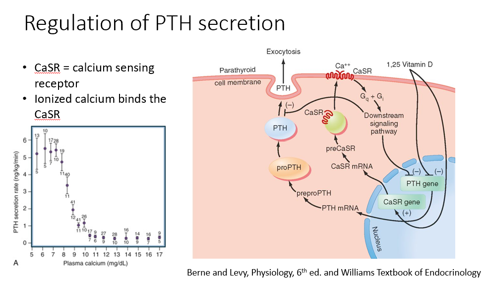 <p>Calcium-Sensing Receptor</p><p>Ionized Ca binds this!</p>