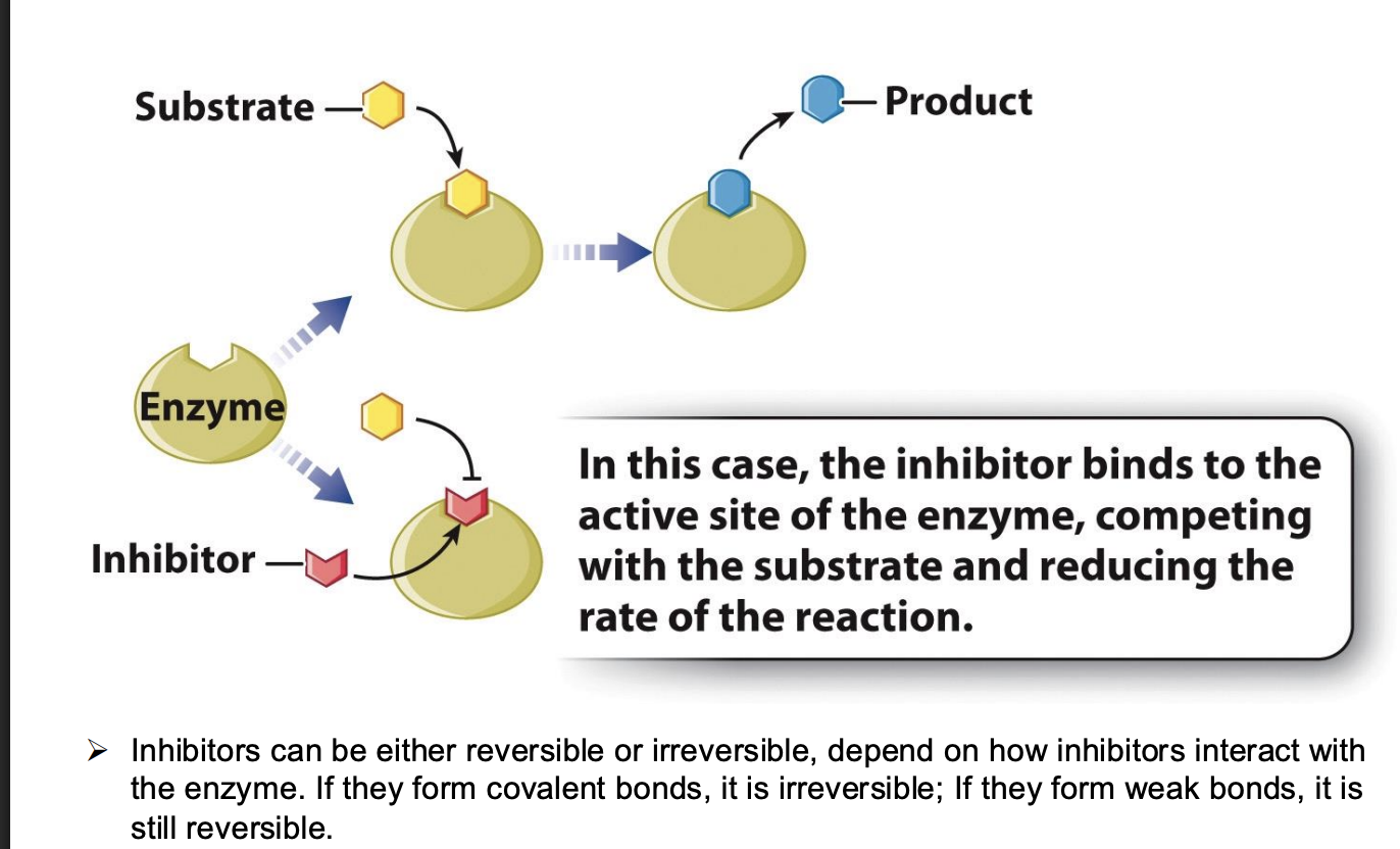 <ul><li><p><span style="background-color: inherit; line-height: 19.55px; color: windowtext;"><span>binds to active site -> substate can not form enzyme substrate complex anymore -> reaction is inhibited</span></span><span style="line-height: 19.55px; color: windowtext;"><span> </span></span></p><ul><li><p class="Paragraph SCXO261385355 BCX0" style="text-align: left;"><span style="background-color: inherit; line-height: 19.55px; color: windowtext;"><span>Share same active site</span></span><span style="line-height: 19.55px; color: windowtext;"><span> </span></span></p></li><li><p class="Paragraph SCXO261385355 BCX0" style="text-align: left;"><span style="background-color: inherit; line-height: 19.55px; color: windowtext;"><span>Usually similar structure as substrate to compete with it for active sites</span></span><span style="line-height: 19.55px; color: windowtext;"><span> </span></span></p></li></ul></li></ul><p></p>
