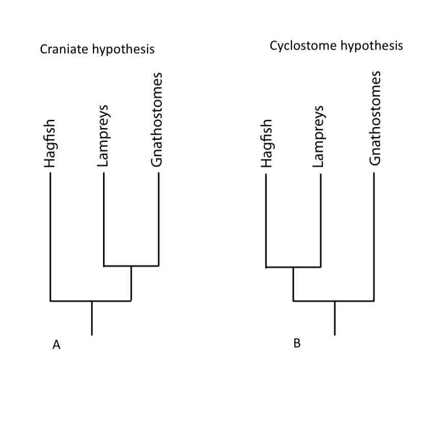 <p>Which phylogeny is more supported? A or B</p>