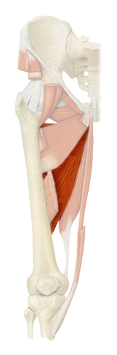 <p>hip adduction + extension</p>