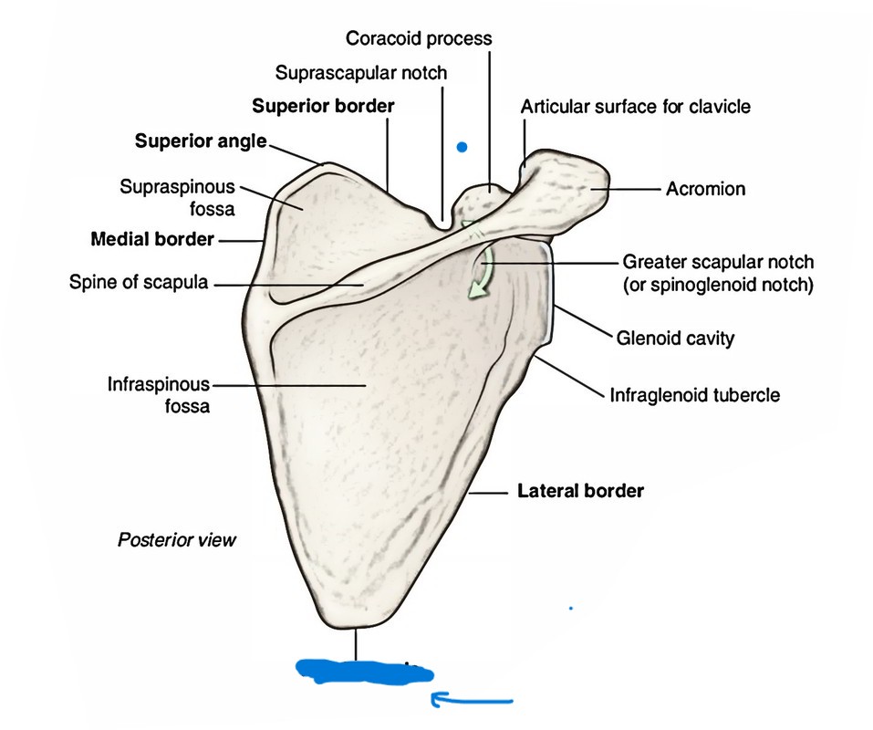 <p>What is this part of the scapula?</p>