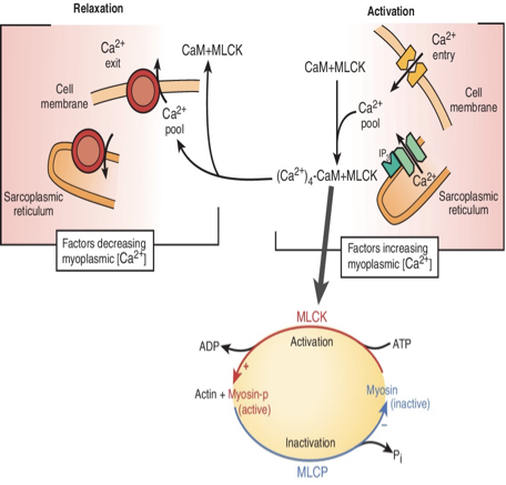 <ol><li><p>Activation begins when cytoplasmic Ca2+ levels are increased and <strong>Ca2+ binds to</strong> <strong>calmodulin </strong>→ activates <strong>myosin light-chain kinase</strong></p></li><li><p>The kinase catalyzes phosphorylation of light chain in myosin head, changing it to an active form</p></li><li><p>Phosphorylated myosin head increases affinity for active sites actin (thin filaments) → cross-bridge cycling → initiates contraction but at <strong>slower rate </strong>than SKM</p></li><li><p>When Ca2+ levels reduce, it leaves calmodulin → kinase is inactivated → myosin light-chain phosphatase dephosphorylates myosin, inactivating it</p></li><li><p>Cross-bridge cycle stops and muscle relaxes</p></li></ol><p></p>