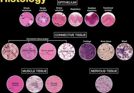 <p>The microscopic study of tissues.</p>