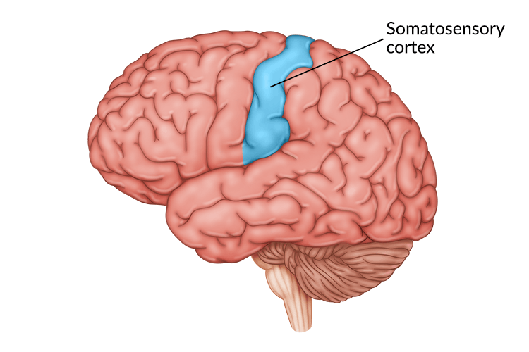 <p>In parietal lobes; registers/processes body touch, sensation of movement</p><ul><li><p>Receives incoming sensory info (like an inbox)</p></li><li><p>More sensitive regions has the samatosensory cortex be more deovted to them (lips, rats’ whiskers, owls’ hearing)</p></li></ul>