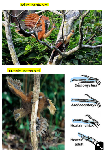 <ul><li><p>in the juveniles, it is used to help move in trees</p></li><li><p>it is similar to the claw in Archaeopteryx</p></li></ul>