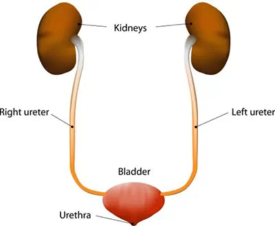 urinary system