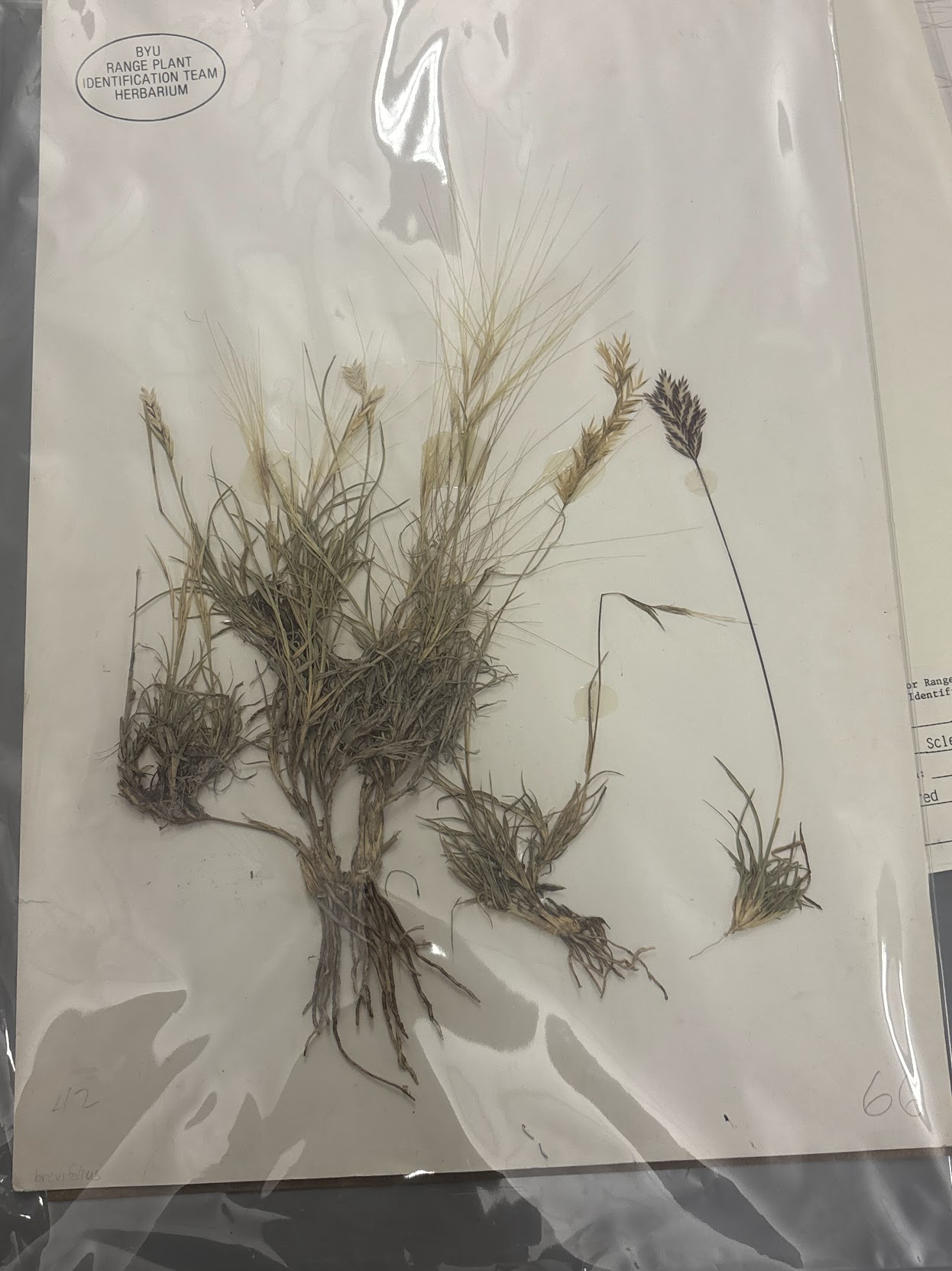 <p>• Low growing, sharp slender, twisted leaves with white collar • Dioecious (female spikelets have long awns, males with no awns) Stoloniferous (wiry) with basal leaves</p>