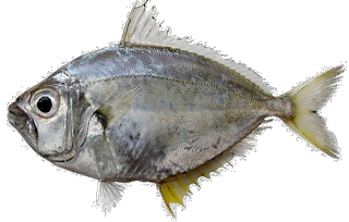 <p>mouths of ponyfishes </p>