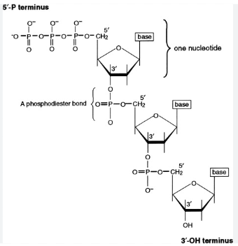 <p>Phosphate groups link adjacent nucleotides</p><p>phosphodiester linkage</p><p>directionality( the measures of the phosphate and hydroxyl ends of the polynucleotides) is 5’ to 3’</p><p>the sequences of bases along the DNA or mRNA is unique for each gene</p><p>dictates AA sequence</p><p>dictates primary structure of a protein</p><p>dictates 3D structure of a protein</p><p>during nucleic acid synthesis(dehydration reaction), nucleotides are added to the 3’ end of the growing strand, resulting in the formation of covalent bonds between nucleotides</p>