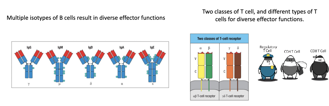 <p>Diversity in response:</p><ul><li><p><strong>Multiple B cell isotypes</strong> → different effector functions</p></li><li><p><strong>Different T cell types</strong> → diverse effector functions</p></li></ul><p></p>