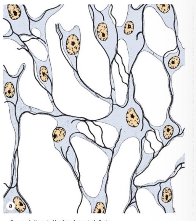 <p>Tinkliniame jungiamajame audinyje, Savo citoplazmos ataugomis ląstelės iš dalies pridengia kolageno skaidulas, taip sudarydamos tinkla</p>