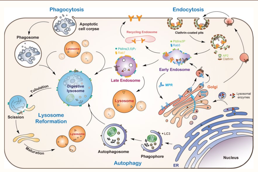 Lysosomes receive proteins & cargo from multiple pathways