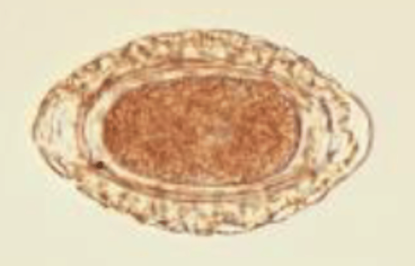 <p>Kidneyworm of dogs</p>