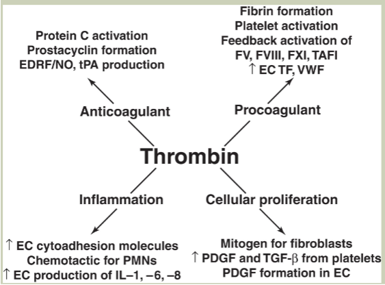 <ul><li><p><span>Coagulant function (fibrin formation)</span></p></li><li><p><span>Anticoagulant fxn</span></p></li><li><p><span>Cytokine-like activity/inflammation</span></p></li><li><p><span>Wound healing/cellular proliferation</span></p></li></ul><p></p>