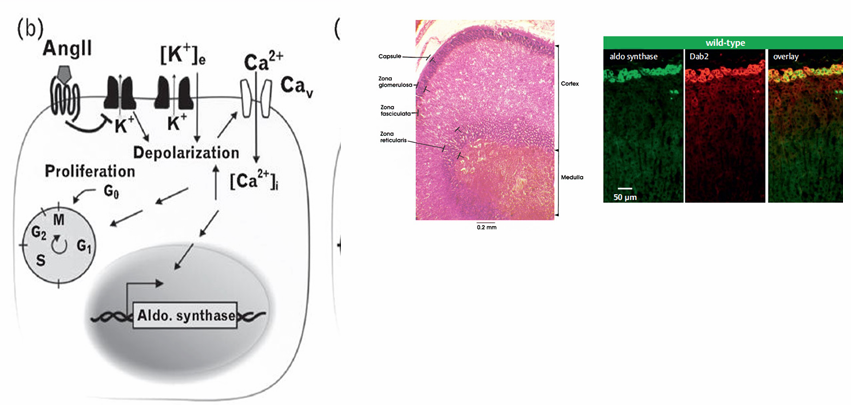 <p>-produced in the zona glomerulosa</p><p>-angiotensin II (and high plasma K) depolarize the membrane leading to open Ca channels high cell Ca induces aldosterone synthase</p>