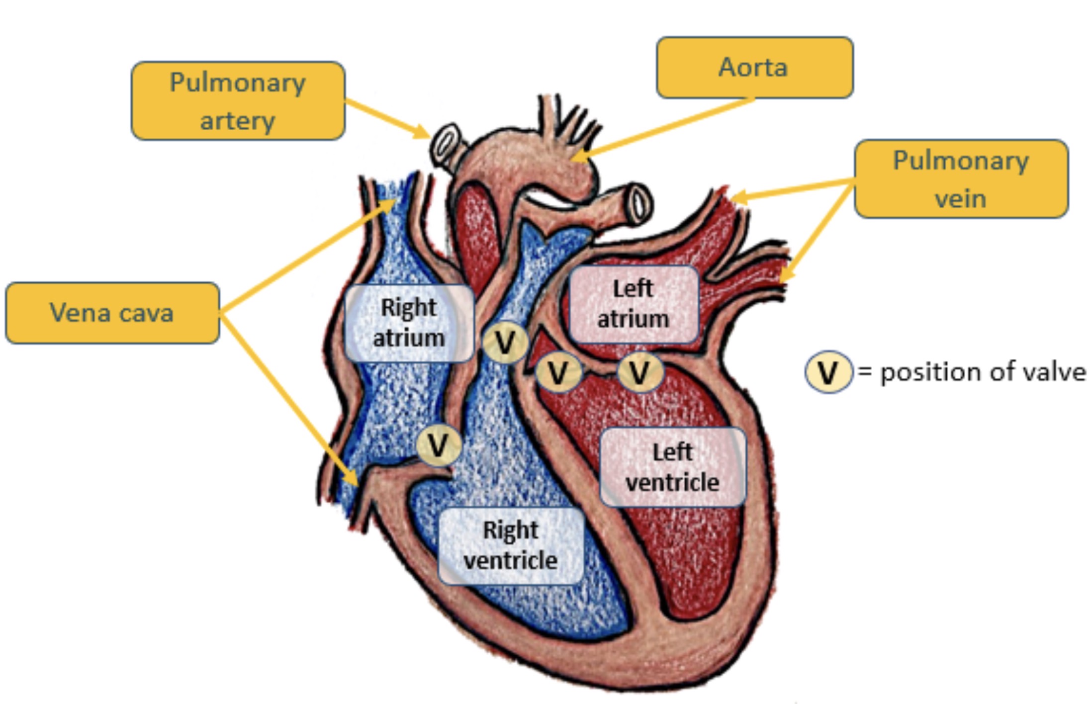 <p>A- Pulmonary artery</p><p>B- Vena cava</p><p>C- Aorta</p><p>D- Pulmonary vein</p><p>E- Right atrium</p><p>F- Left atrium</p><p>G- Left ventricle</p><p>H- Right ventricle</p>