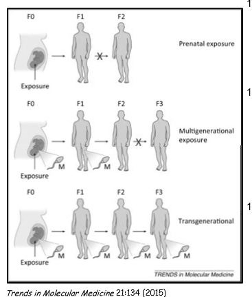 <p>Generations out: effects of exposure on gene expression/epigenetic markers</p>