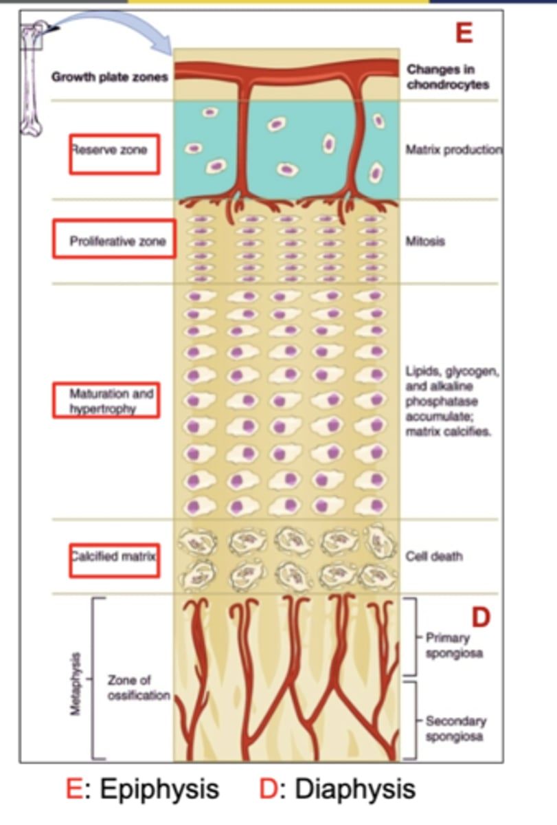 <p>(proliferation = mitosis, new cell life)</p><p>Chondrocytes actively divide by mitosis.</p>