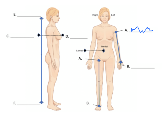 <p>What is this directional term?</p>