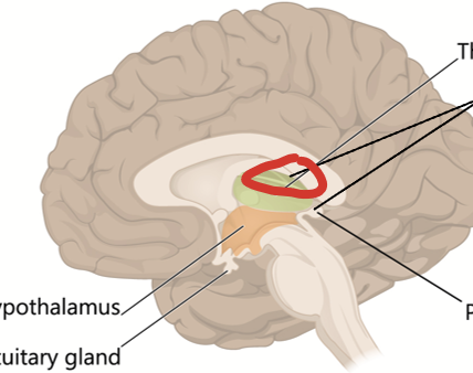 <p>Part of the diencephalon. Contains some of the olfactory correlation centers and it is more or less developed depending on species.</p><p>Also contains the pineal gland (endocrine gland), which produces melatonin.</p>