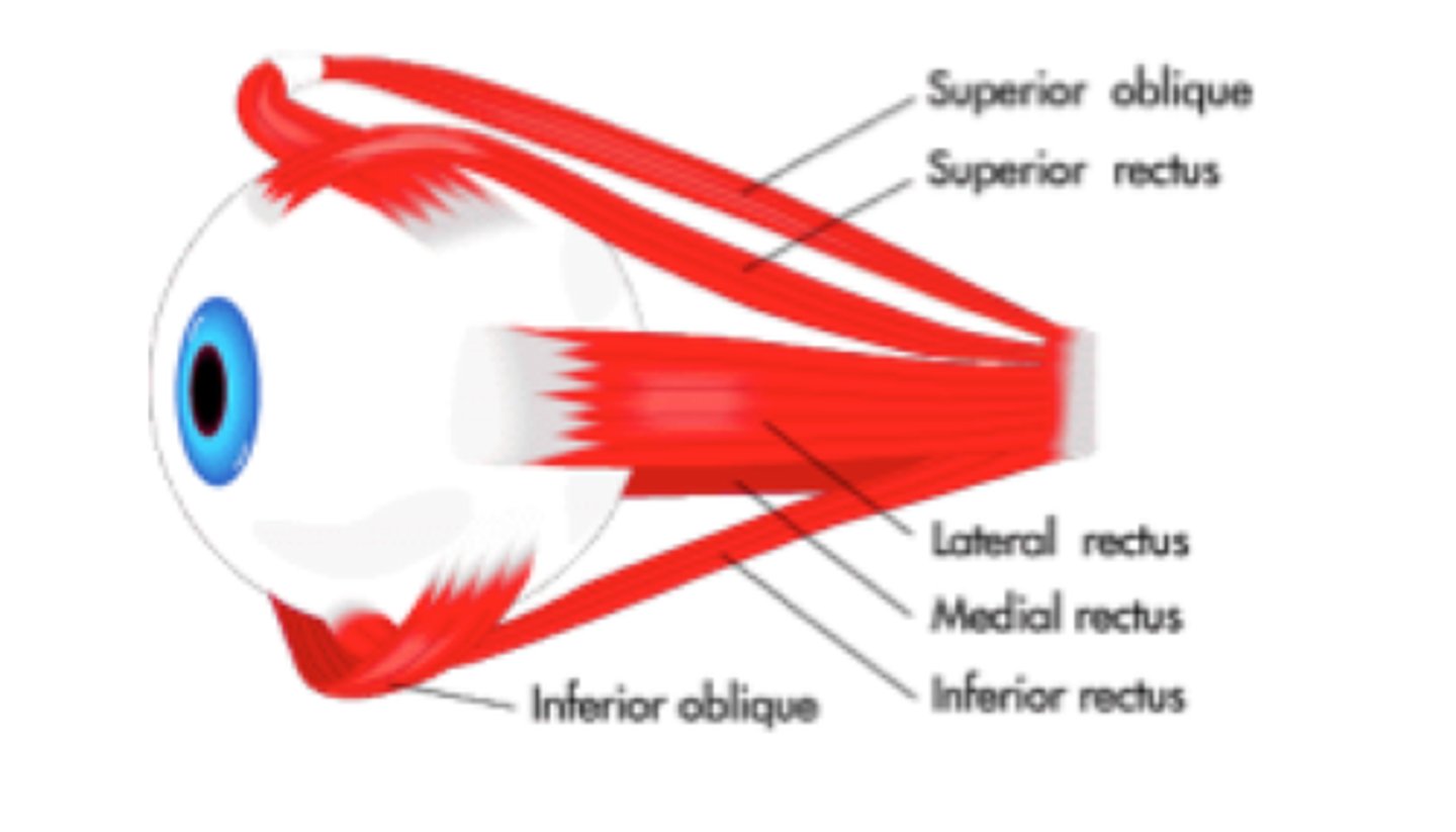 <p>-oculomotor<br>-motor: moves eye medially, upward, downward, laterally, elevates eyelid<br>-muscles: medial, superior, inferior rectus, inferior oblique</p>