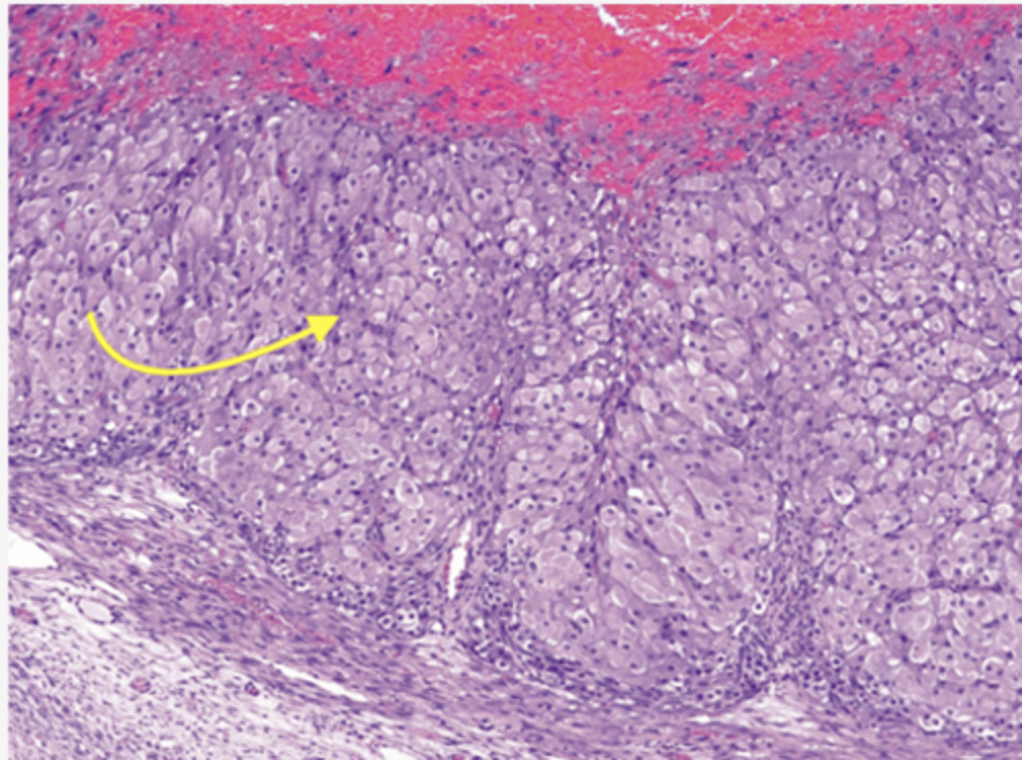 <p>Identify the cells</p>
