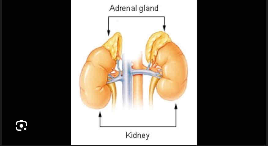 <p>Adrenal glands</p>