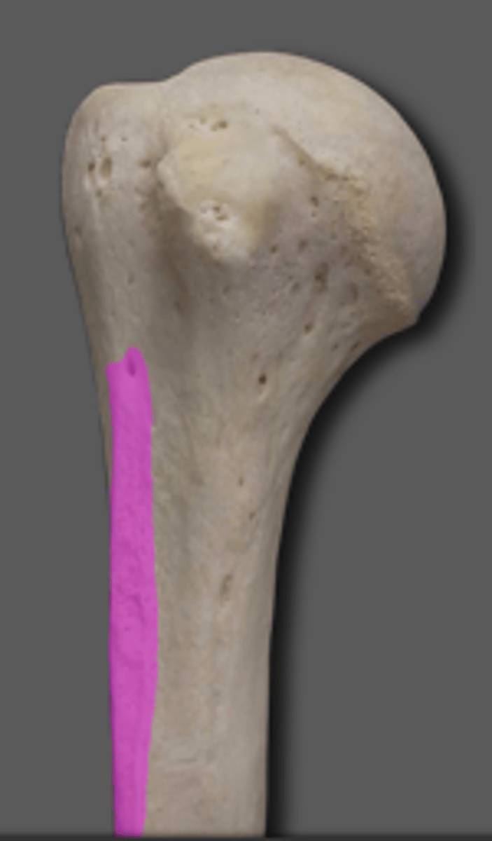 <p>Lateral lip of intertubercular sulcus</p>