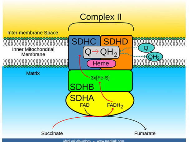 <ul><li><p>The<strong> electron donor is</strong><span style="color: blue"><strong> Succinate,</strong></span> which transfers the electron to Flavin Adenine Dinucleotide (FAD), forming<span style="color: red"><strong> fumarate</strong></span><strong> </strong>and <span style="color: red"><strong>FADH2 .</strong></span> </p></li><li><p>The electron from FADH2 is then <strong>passed along in a series of iron-sulfur (FeS) clusters.</strong> </p></li><li><p><strong>Succinate dehydrogenase itself does not contain heme </strong></p><ul><li><p>other proteins in the electron transport chain utilize heme for electron transport and anchorage </p></li></ul></li><li><p>The endpoint is the Coenzyme Q (CoQ) or Ubiquinone, which is then reduced into <span style="color: red"><strong>Ubiquinol (QH2 ).</strong></span></p></li></ul><p></p>