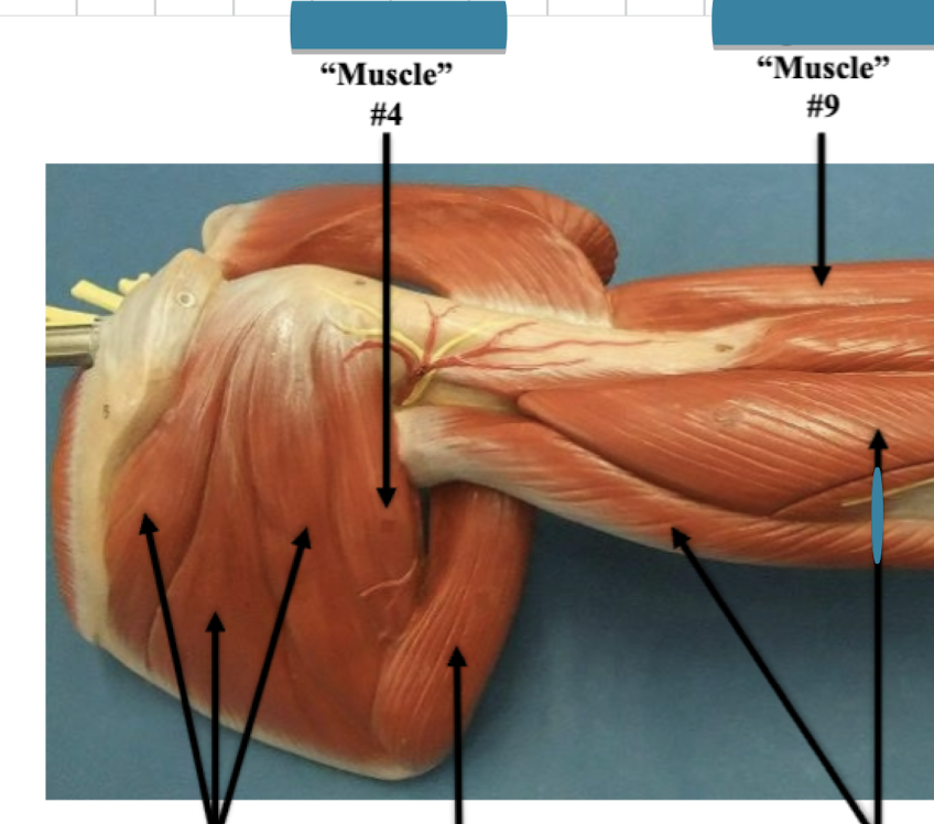 <p>Label muscle #4 </p>