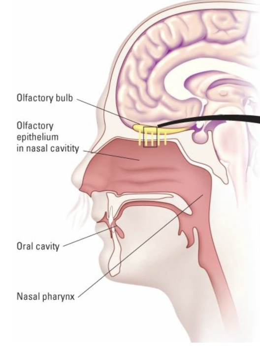 <p>mucous membrane in the nasal factory that contains olfactory cilia</p>