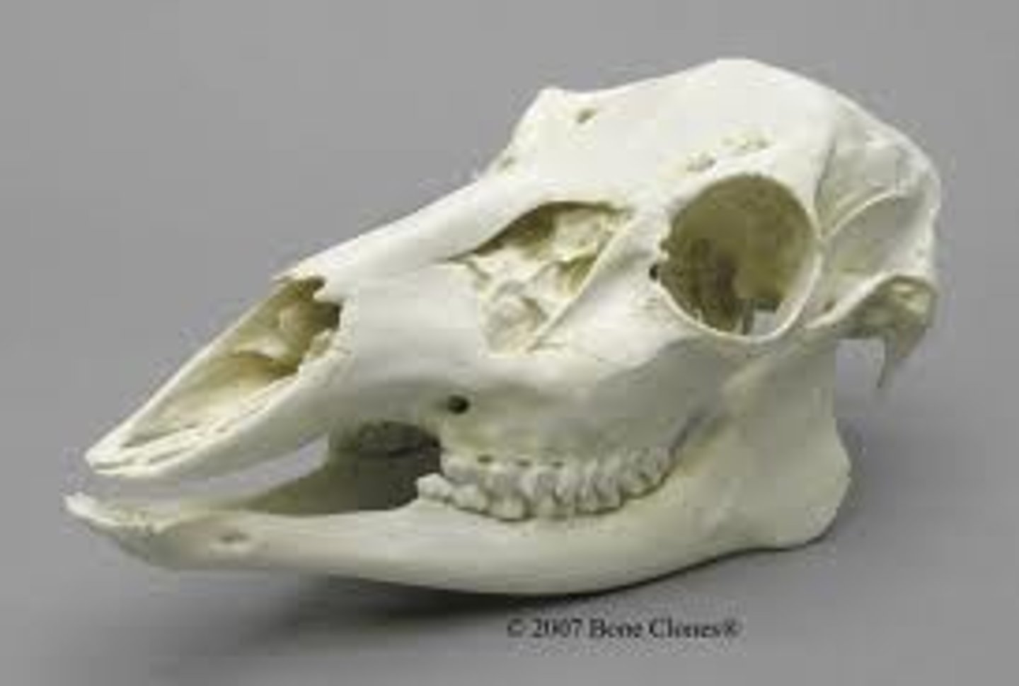 <p>What animal does this skull belong to?</p>