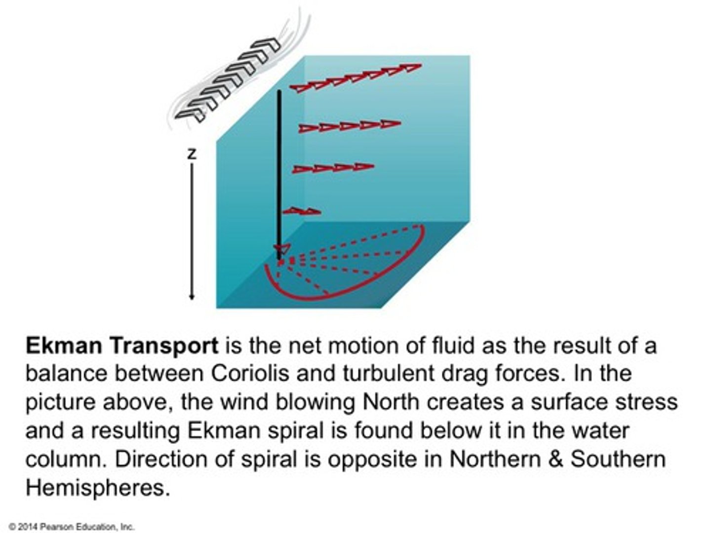 <p>the overall movement of a mass of water resulting from the Ekman spiral, in a direction 90 degrees to the wind direction</p>