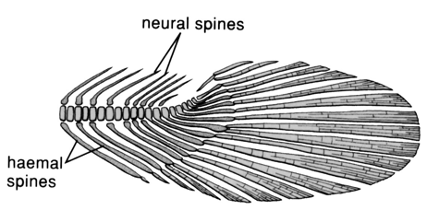 <p>vertebral column turns upward into the caudal fin, but only partially extends into it, creating a tail that is more symmetrical than a truly heterocercal tail</p>